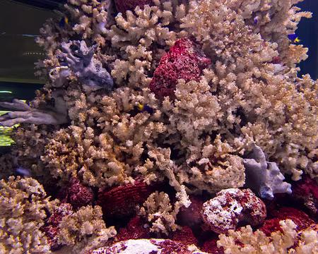 CK12RW52_056 Aquarium