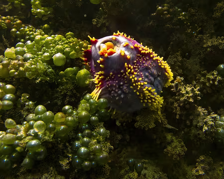 CK12RW52_057 Aquarium