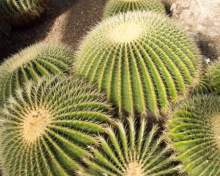 CK12RW52_061 Coussins de belle mère