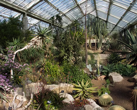 CK12RW52_062 Plantes de désert