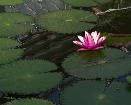 CK12RW52_063 Nénuphar ou nénufar ?