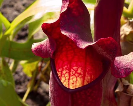 CK12RW52_064 Plante carnivore