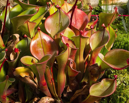 CK12RW52_065 Plante carnivore