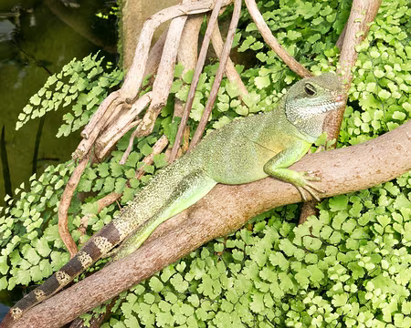 CK12RW52_066 Controleur de l'atmosphère de la serre