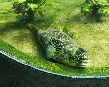 CK12RW52_067 Tu sais que tu n'es pas beau