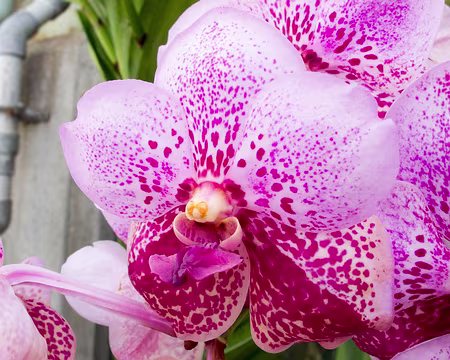 CK12RW52_070 Orchidées