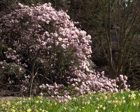 CK12RW52_074 Magnolia for ever