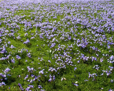 CK12RW52_077 Tapis de printemps