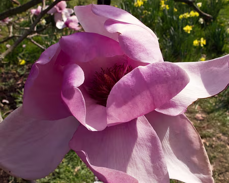 CK12RW52_079 Magnolia