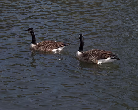 CK12RW52_082 Jeu de l'oie