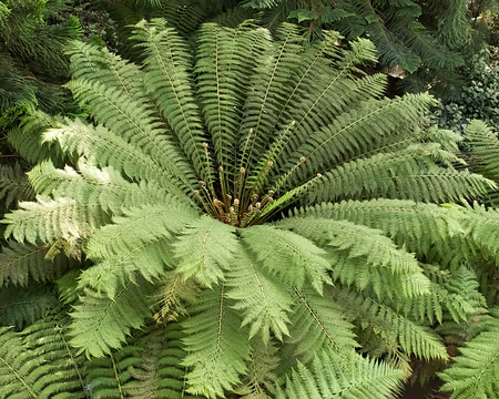 CK12RW52_088 Temperate House