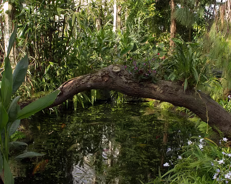 CK12RW52_089 Temperate House