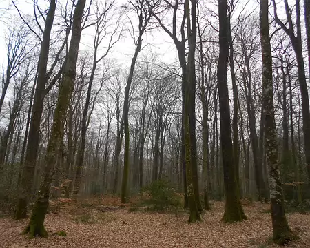 PXL055 ...dans la forêt de Bellême