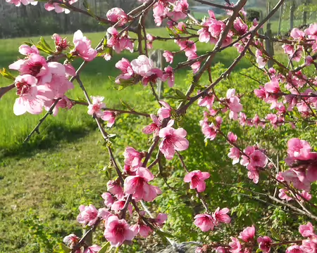 PXL107 Fleurs de pêcher