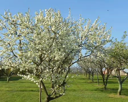 PXL108 Pommiers en fleurs
