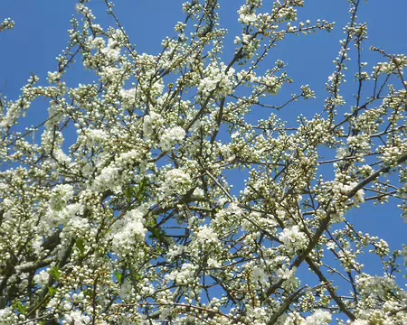 PXL111 Suberbe randonnée printanière dans le Perche. Merci à Luc.