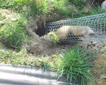 PXL001 ...sur les talus de la RN 12.