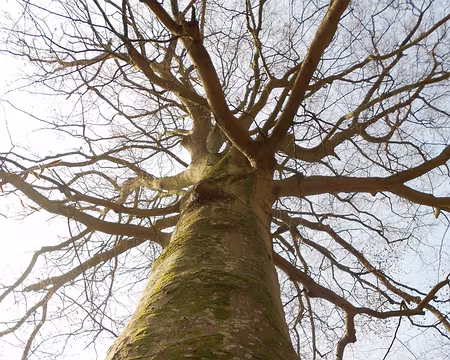 PXL017 Hêtre du Cerf