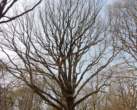 PXL044 Le chêne de la Pocqueterie