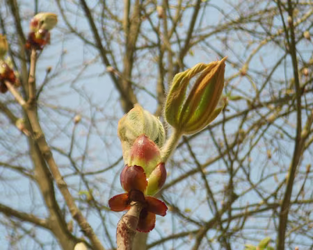 PXL048 Bourgeons de marronnier