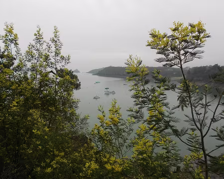 PXL054 Mimosa en fleurs