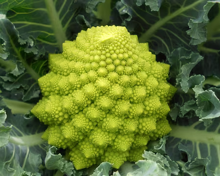 PXL087 Chou romanesco