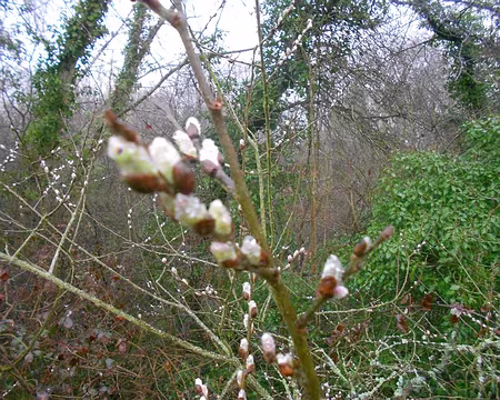 PXL028 Premiers chatons printaniers. Merci à J2L