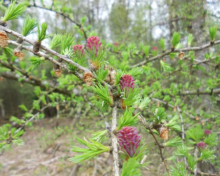 PXL018 Pousses de mélèze