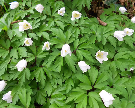 PXL046 Anémones des bois