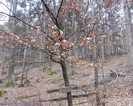 PXL067 Le Hêtre Zeppelin planté en 1995 par un club de randonnée allemand