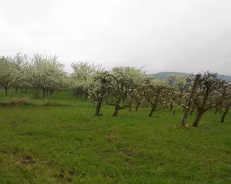 PXL102 Verger de poiriers et mirabelliers