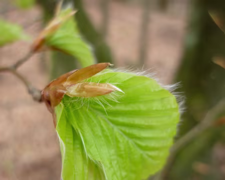 PXL003 Délicatesse printanière