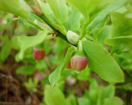 PXL010z1130 Fines fleurs de brimbelles (spéciale dédicace aux vosgien(ne)s)