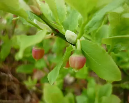 PXL010z1130 Fines fleurs de brimbelles (spéciale dédicace aux vosgien(ne)s)