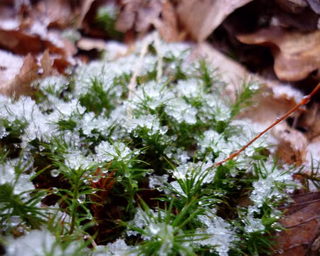 PXL020 Mousse surprise par les flocons