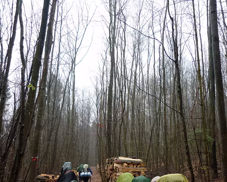 PXL022 Mystérieux cortège en forêt