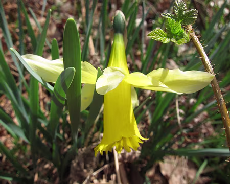 PXL006z1133 Jonquille