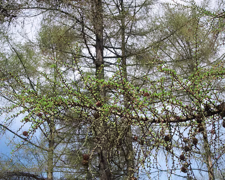 PXL007 Les mélèzes ouvrent leurs bourgeons