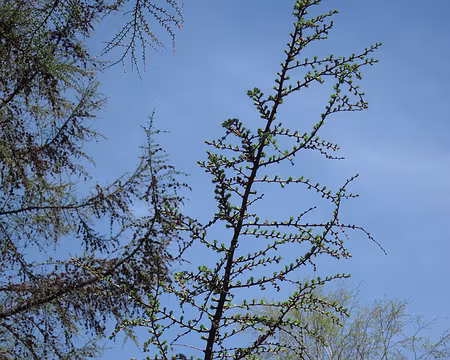 PXL008 Les mélèzes ouvrent leurs bourgeons