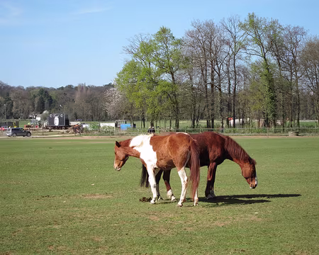 PXL015 Couple à Apremont