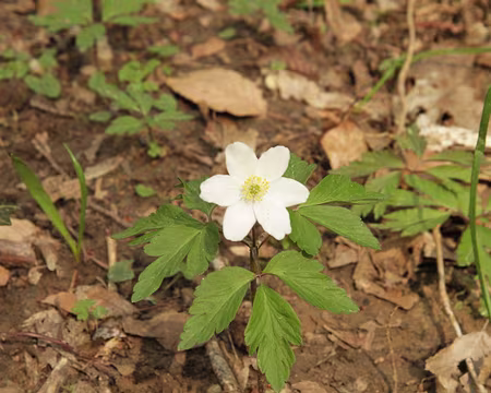 PXL020 anémone Sylvie