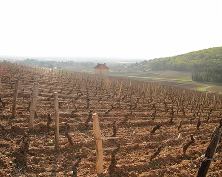 PXL047 c'est à Gevrey-Chambertin que les recherches archéologiques ont permis de découvrir les premières vignes gallo-romaines, qui datent du Ier siècle avant notre...