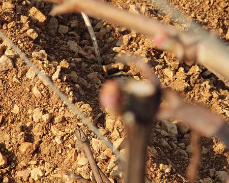 PXL049 sols bruns calcaires peu épais