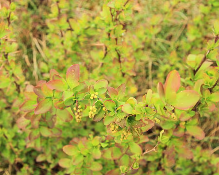 PXL144 épine-vinette