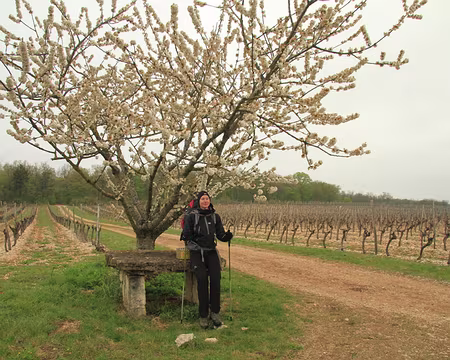 PXL147 Sous le cerisier, la Reine...Vyctoria
