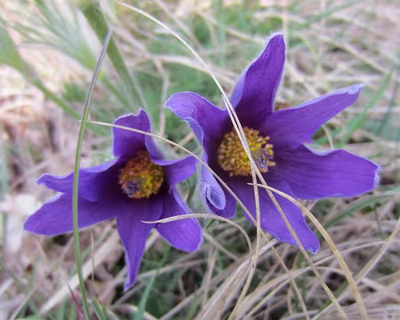 PXL006 anémone pulsatille