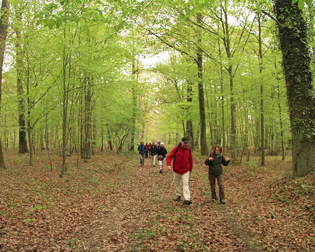 PXL002 Forêt de Dourdan, à l'origine forêt de St Arnould et forêt de l'Ouye.