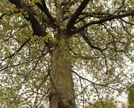 PXL004 L'abbaye reçut en don les bois environnants de la roret de L'ouye. Philippe-Auguste, que cette enclave genait pour chasser, révoqua la donation faite par son...