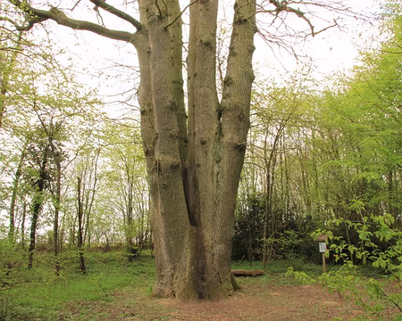 PXL043 Et voici...sa majesté