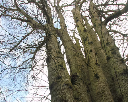 PXL044 une belle fratrie